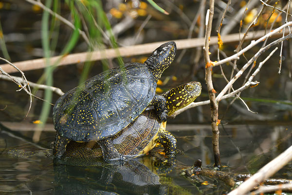 Europäische Sumpfschildkröte Paarung