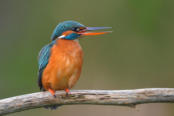 Eisvogel Weibchen