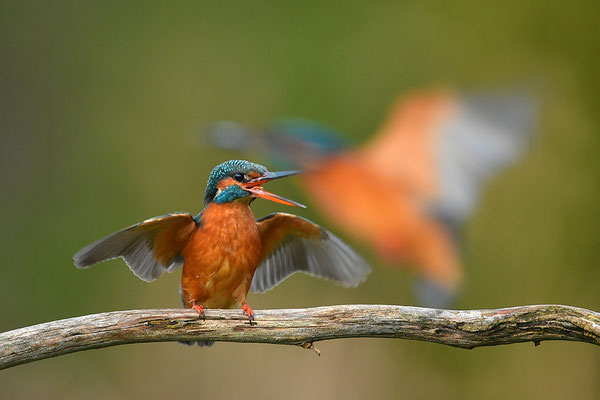 Eisvogel Weibchen