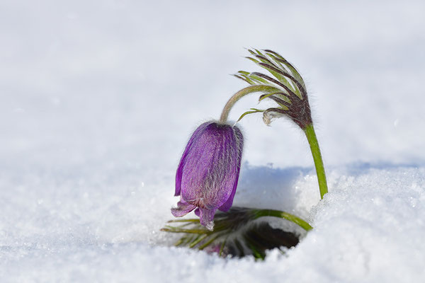 Küchenschelle im Schnee