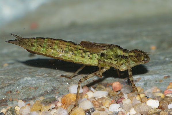 Großlibelle Larve