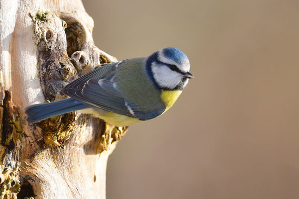 Blaumeise