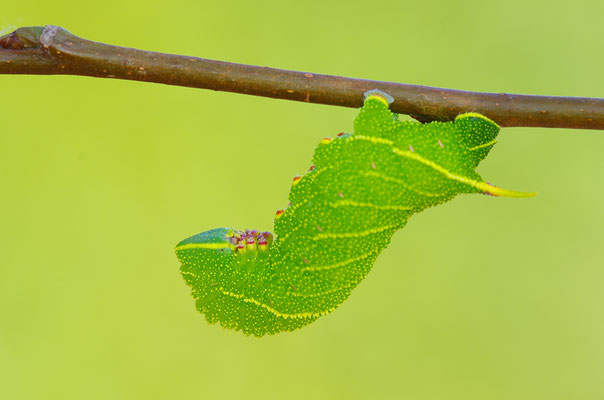 Pappelschwärmer Raupe
