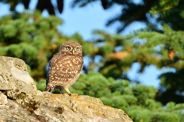 Steinkauz Jungvogel
