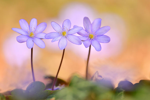 Leberblümchen