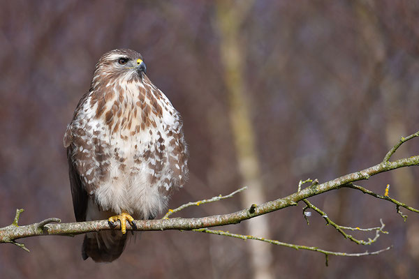 Mäusebussard