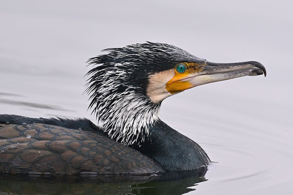 Kormoran