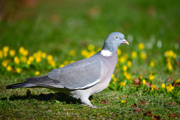 Ringeltaube