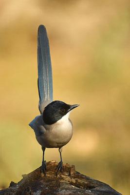 Blauelster