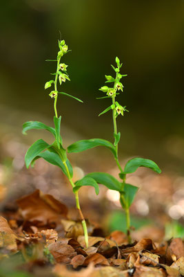 Müllers Stendelwurz
