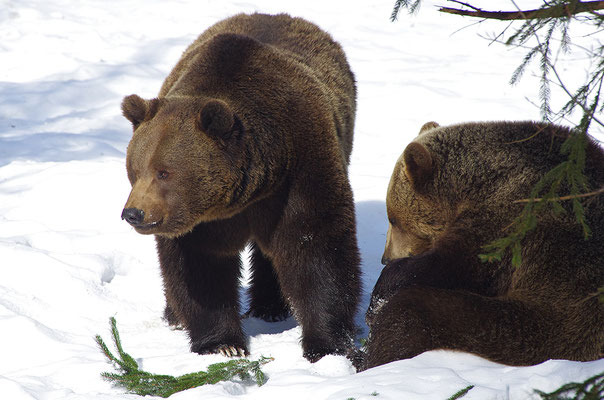 Braunbär Paar, Nationalpark Bayrischer Wald Tierfreigelände Neuschönau