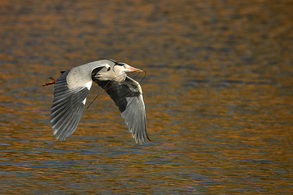 Graureiher im Flug