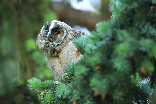 Waldohreule Ästling, Jungvogel