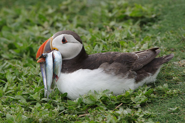 Papageitaucher mit Fisch