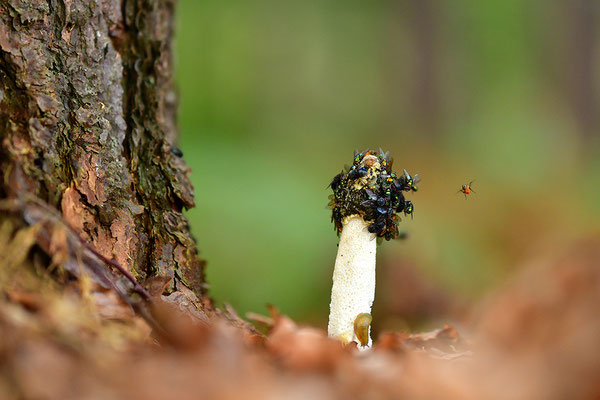 Stinkmorchel mit Fliegen