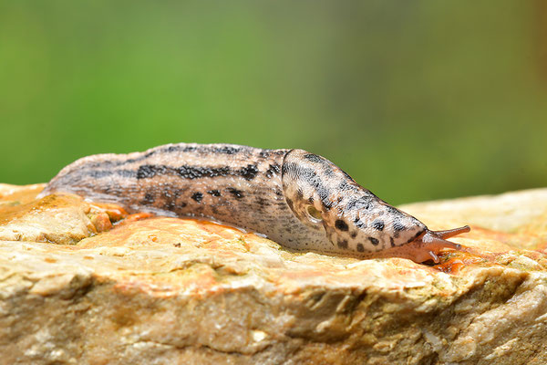 Tigerschnegel