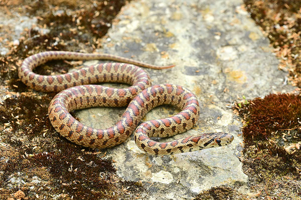 Leopardnatter