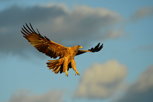 Kaiseradler Jungvogel