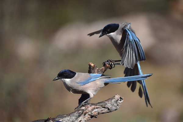 Blauelster