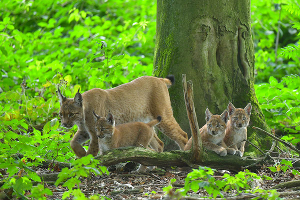 Luchs, Wildpark Anholter Schweiz