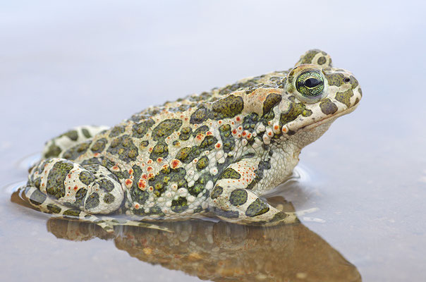 Wechselkröte