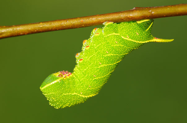 Pappelschwärmer Raupe
