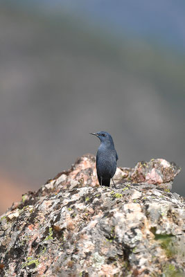 Blaumerle