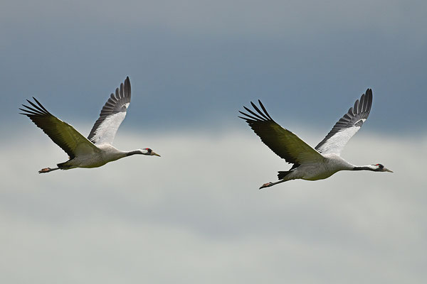 Kraniche im Flug