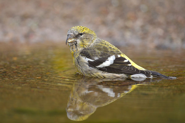 Bindenkreuzschnabel Weibchen