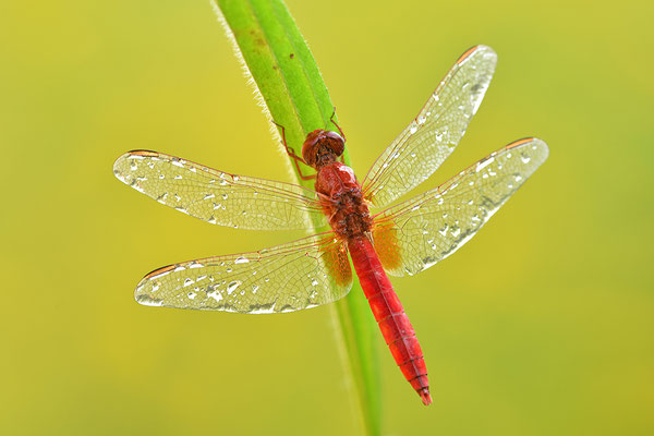 Feuerlibelle Männchen