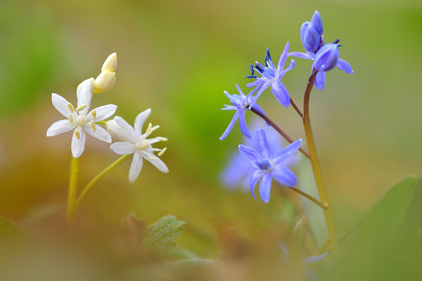 Blaustern weiße Form