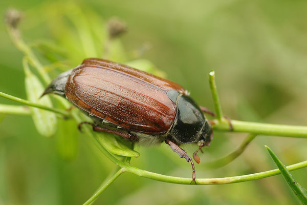 Maikäfer