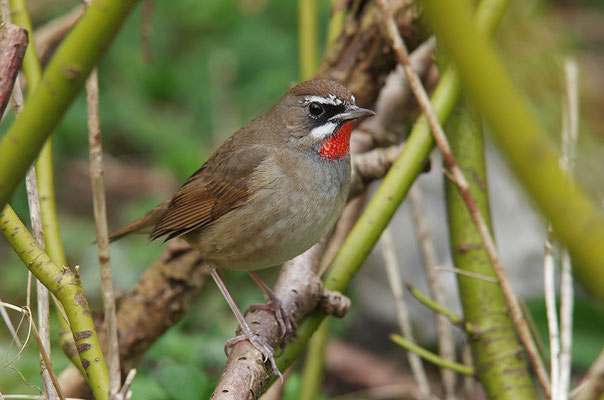 Rubinkehlchen