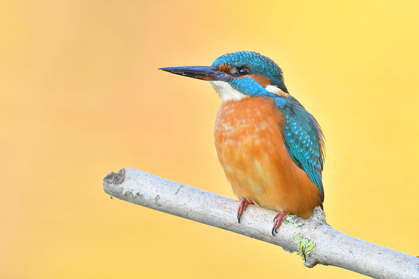 Eisvogel