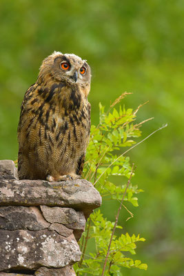 Uhu Jungvogel