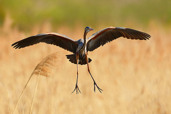 Purpurreiher im Flug