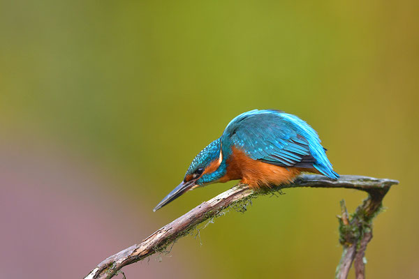 Eisvogel Männchen