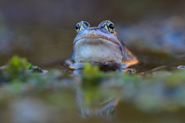 Moorfrosch