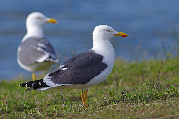 Heringsmöwe