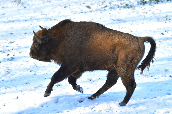 Wisent