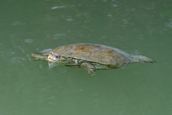 Balkan-Bachschildkröte