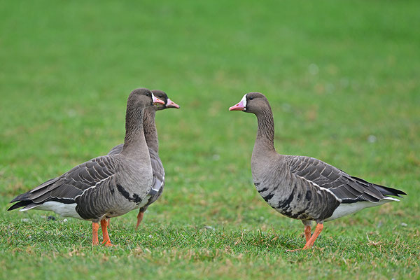 Blässgans