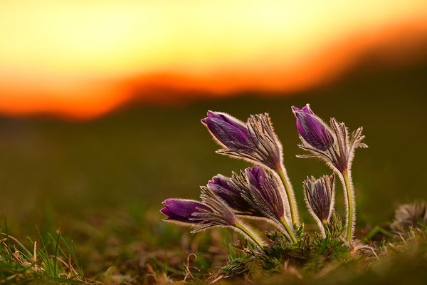 Küchenschelle im Abendlicht