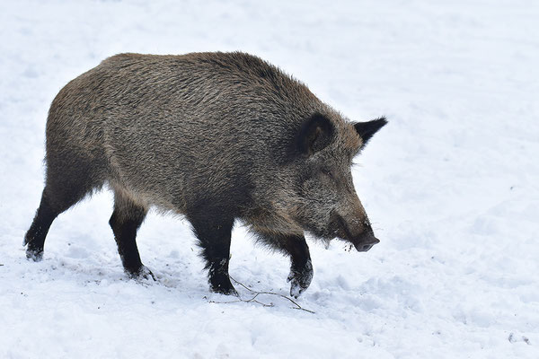 Wildschwein