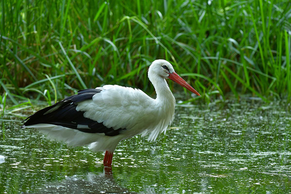 Weißstorch