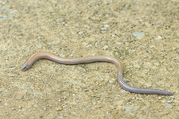 Gesprenkelter Schlangenskink