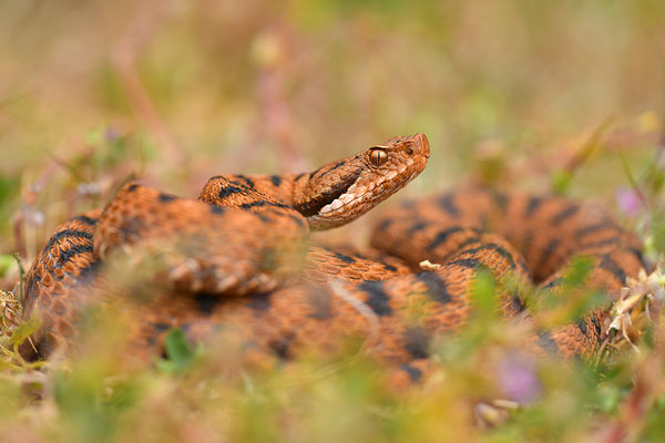 Aspisviper