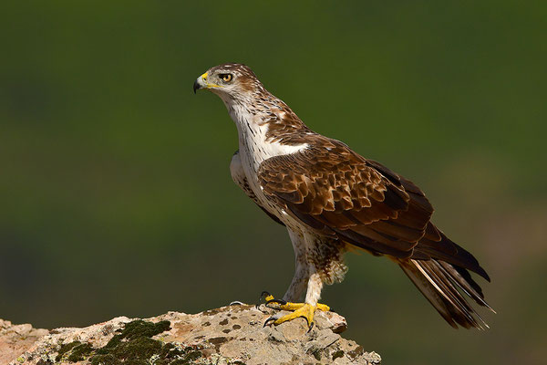 Habichtsadler