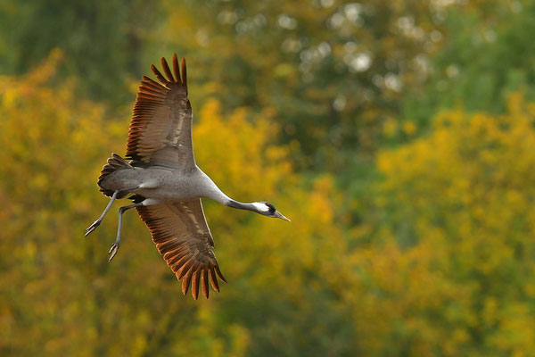 Kranich Im Flug