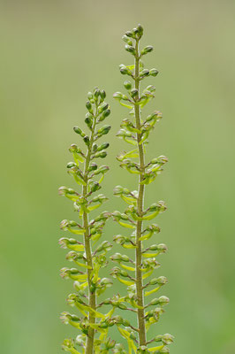 Zweiblatt